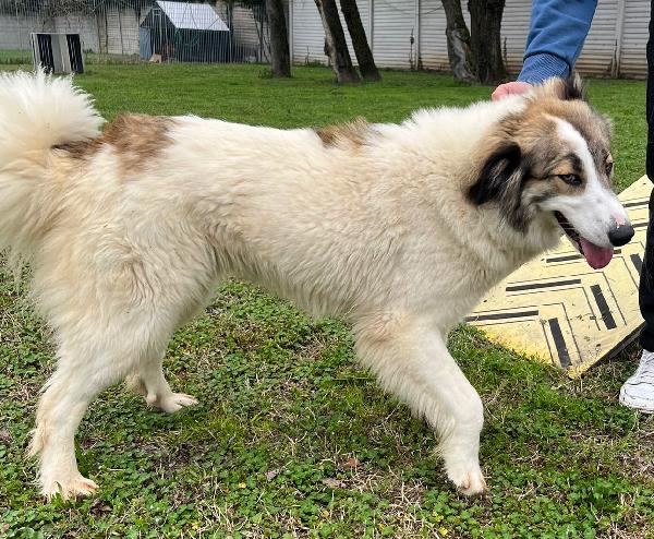 CHICCA SPLENDIDA CAGNOLONA Foto 2